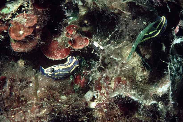 40 Hypselodoris messinensis.jpg